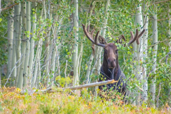 Bull Moose Standing Green Bushes Looking Directly Camera — ストック写真