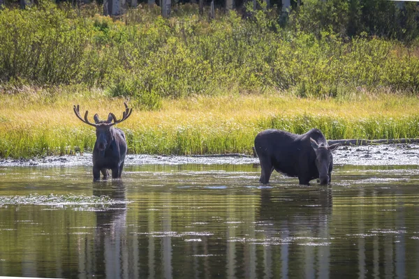 Two Moose Bull Cow Standing Water Mountain Lake —  Fotos de Stock