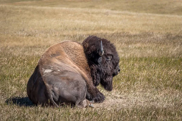 Gran Bisonte Tendido Suelo Descansando —  Fotos de Stock
