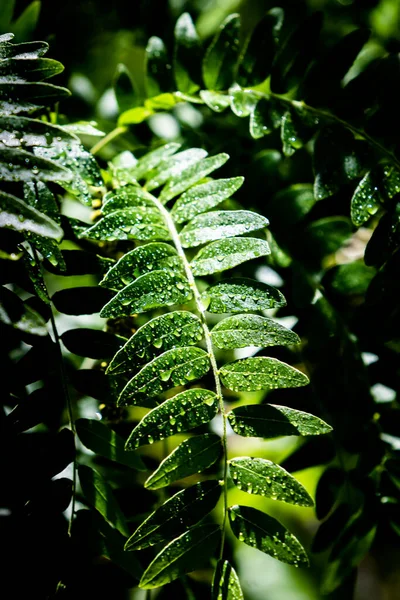 Gros Plan Une Branche Sur Sycomore Couvert Feuilles — Photo