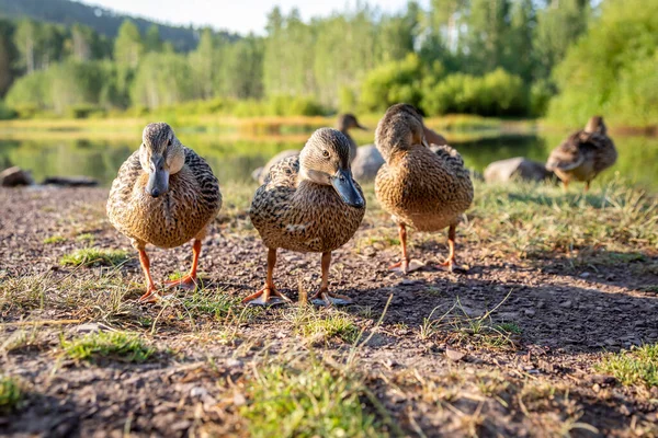 Ducks Standing Shore Pond Looking Camera — Stock Photo, Image