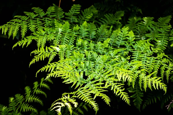 Gros Plan Une Touffe Fougère Verte Avec Fond Sombre — Photo