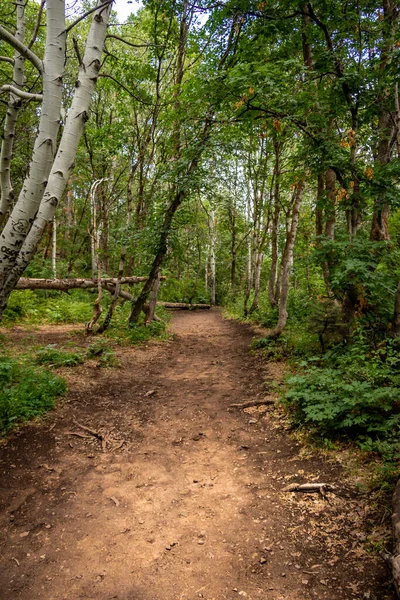 Tree Covered Dirt Hiking Trail Leading Forest — Stock Photo, Image