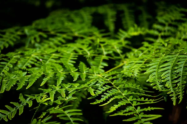 深色背景的活泼绿色蕨类 — 图库照片