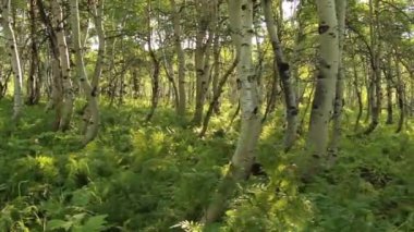 Dolly kavak ağaçlarının arasında