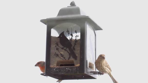 Ein Vogelfutterhäuschen Mit Hausfinken — Stockvideo