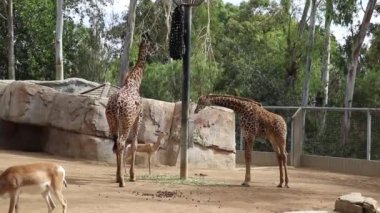 Zürafalar hayvanat bahçesinde yemek yiyor.