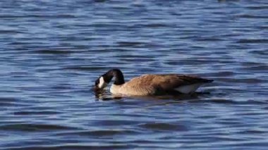 Gölde yüzen bir Kanada Kaz 'ı