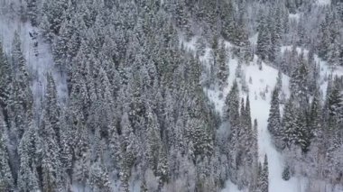 Karla kaplı güzel ormanın üzerinde uçan hava.