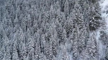 Karla kaplı çam ağaçlarının arasından geçen havadan tava.