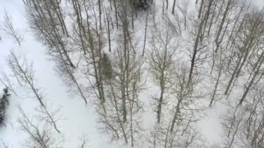 Aspen Korusunun Üzerinden Uç