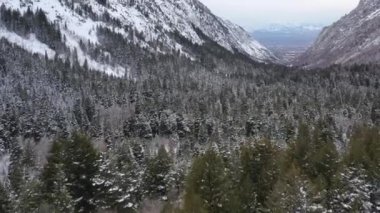 Kışın Karla Kaplanmış Ormanın Üzerinden Uç