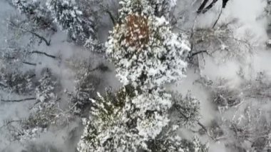 Kış mevsiminde Çam Ağaçlarının Üzerinde