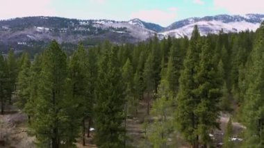 İHA Ağacın Üzerinde Uçuyor