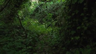 Dolly Across Shadowy Ivy Covered Forest