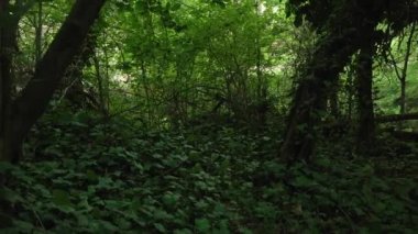 Dolly Across Shadowy Ivy Covered Forest