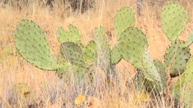 Large Prickly Pear Cactus in the Brush