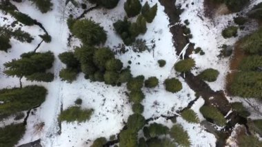 İnsansız Hava Aracı Çam Ağacı Ormanının Üzerinde Aşağı Bakıyor