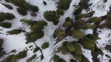 İnsansız Hava Aracı Çam Ağacı Ormanının Üzerinde Aşağı Bakıyor