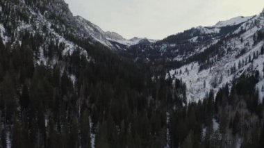 Aerial Flight Over Pine Forest in the Mountains at Winter