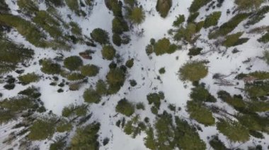 Kışın Çam Ormanı 'na İnen Hava Uçuşu