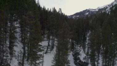 Kışın Kanyon 'da Ağacın Üzerinden Uç