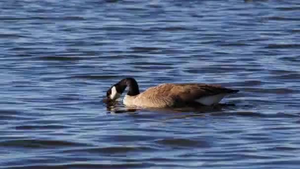 Canada Goose Swimming Lake — Stock video