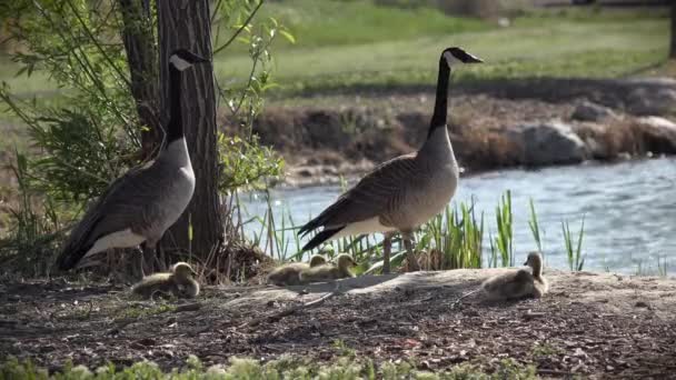 Geese Babies Waterside — Stock video