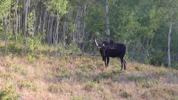 Bull Moose Die Zichzelf Krabt Met Zijn Hoef Gewei — Stockvideo