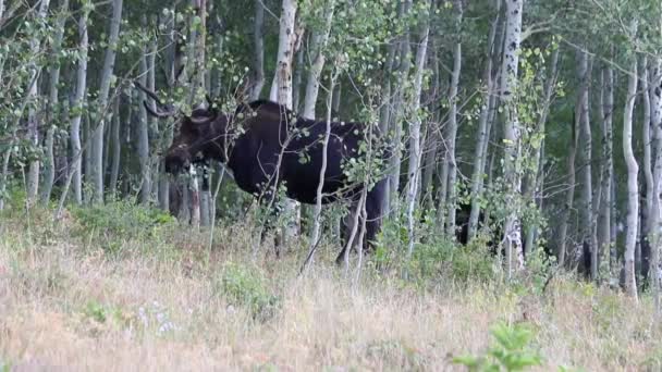 Bull Moose Standing Aspen Trees Eating Leaves — Stok video
