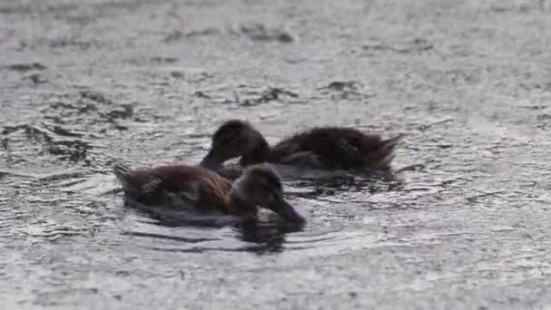 Two Duckling Swimming Pond Eating Moss Surface Water — Stok video