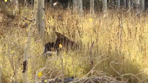 Kráva Moose Ležící Žluté Trávě Podzimními Listy Padající Pomalém Pohybu — Stock video