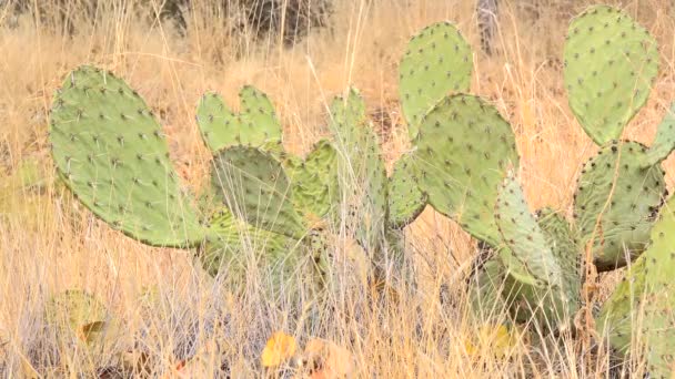 Μεγάλο Prickly Pear Cactus Στο Πινέλο — Αρχείο Βίντεο