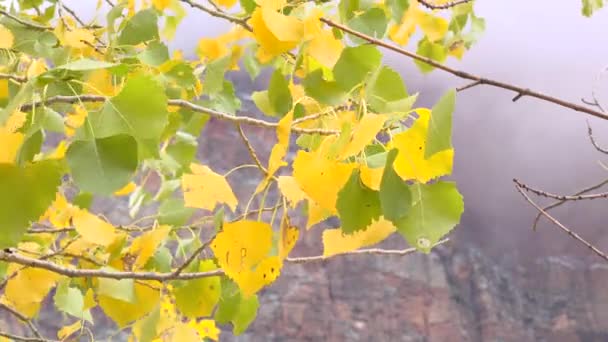 Green Yellow Autumn Leaves Tree Blowing Wind Red Rock Canyon — 图库视频影像