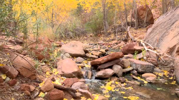 Stream Flowing Red Rock Canyon Fall Foliage — Vídeo de Stock