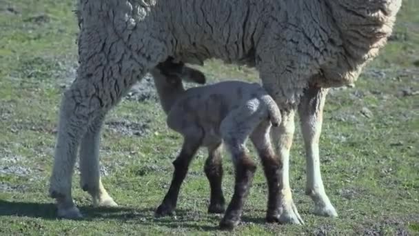 Baby Lamb Pielęgniarstwa Matki Owiec Ewe Farmie — Wideo stockowe