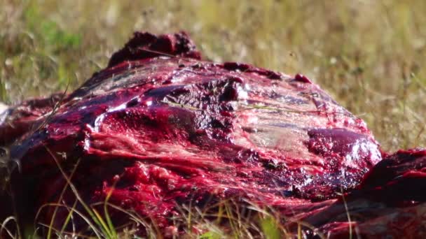 Skinned Big Game Animal Carcass Ground Wasp Insects Flying — Video