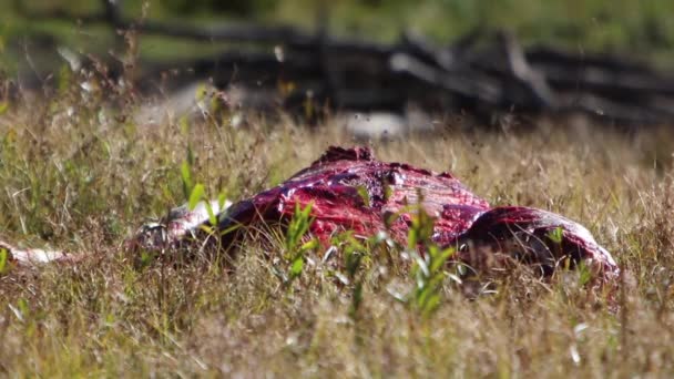 Une Carcasse Gros Gibier Écorchée Sol Avec Des Insectes Guêpes — Video