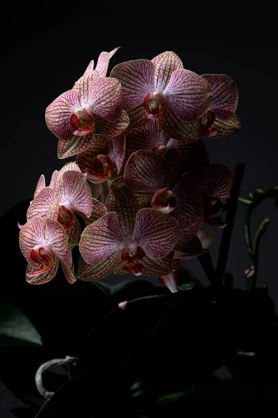 Cluster Orchidee Rosa Uno Sfondo Scuro Con Drammatica Illuminazione Studio — Foto Stock