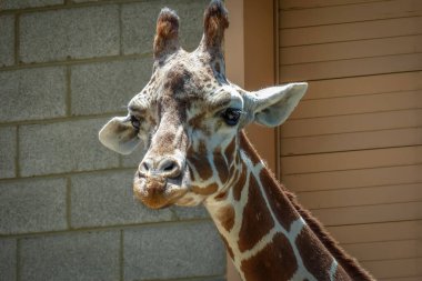 bir zürafa Başkanı yakın çekim