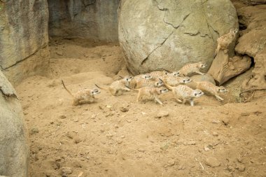 Çevrede koşuşturan mirketler