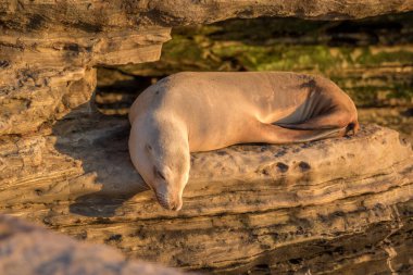 Kumsaldaki sevimli deniz aslanı.