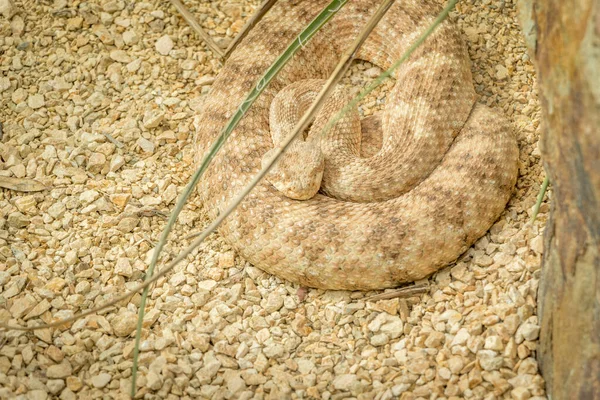 Zár Megjelöl Ból Egy Csörgőkígyó — Stock Fotó