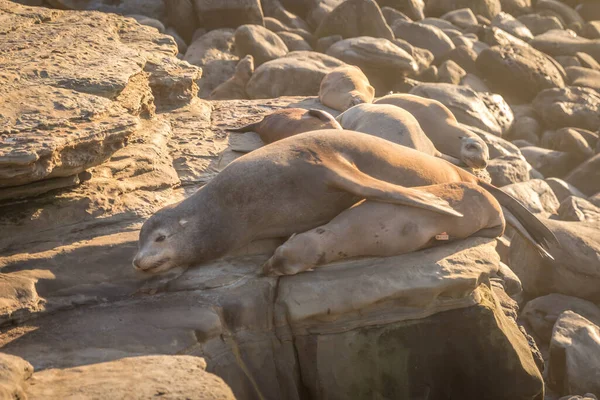 Niedlicher Seelöwe Strand — Stockfoto