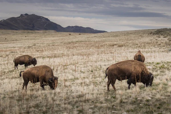 Bison Weidet Auf Gräsern — Stockfoto