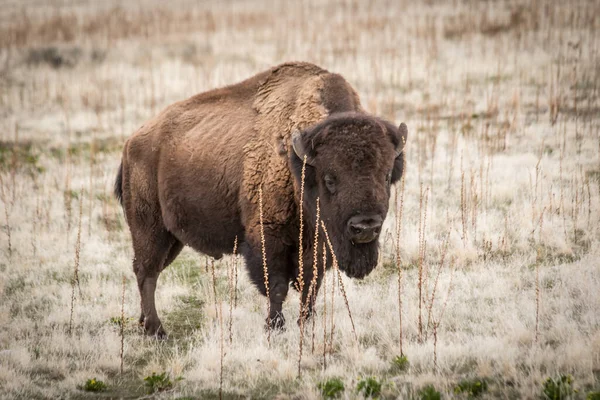 Bisons Blick Die Kamera — Stockfoto