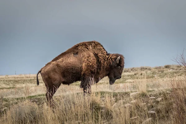 Bison Weidet Auf Gräsern — Stockfoto