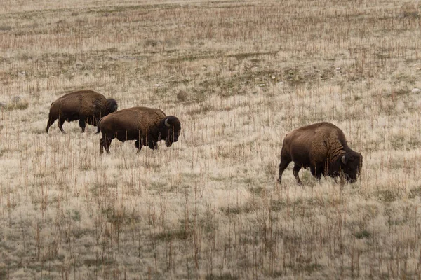 Historisch Anmutendes Sepia Des Bisons — Stockfoto