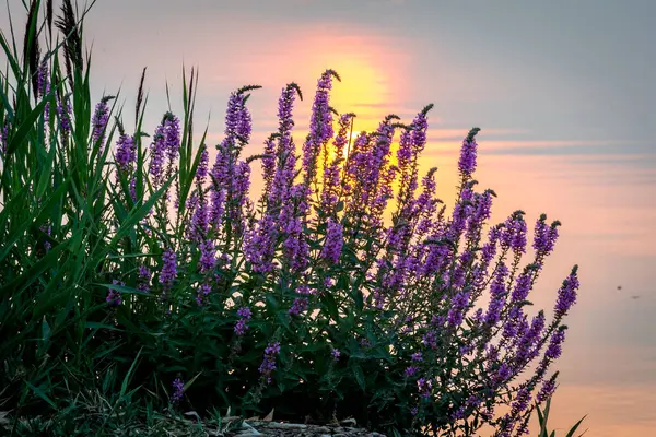 Фиолетовые Цветы Озере Отражают Закат — стоковое фото