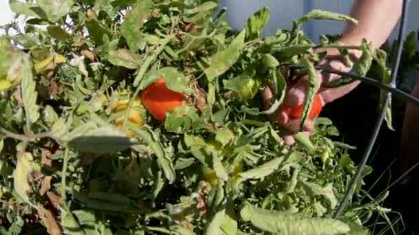 Primer Plano Selección Tomates Roma — Vídeos de Stock